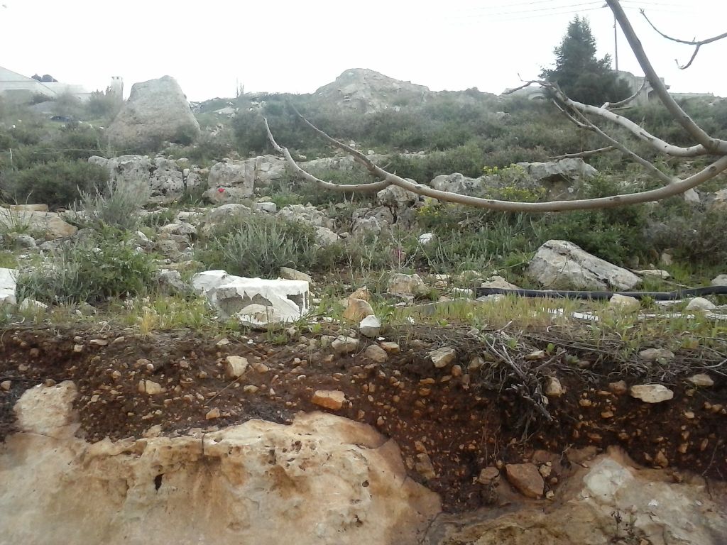 Quale specie di rospo smeraldino in Palestina? Bufotes variabilis